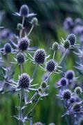 Eryngium planum